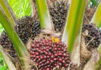 North East Has Potential to emerge as the largest Oil Palm Cultivator in the Country